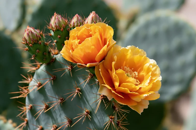 Prickly pear cactus pad with bright orange-yellow blooms and spines in closeup view