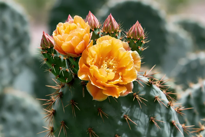 Prickly pear cactus pad with bright orange-yellow blooms and spines in close-up view
