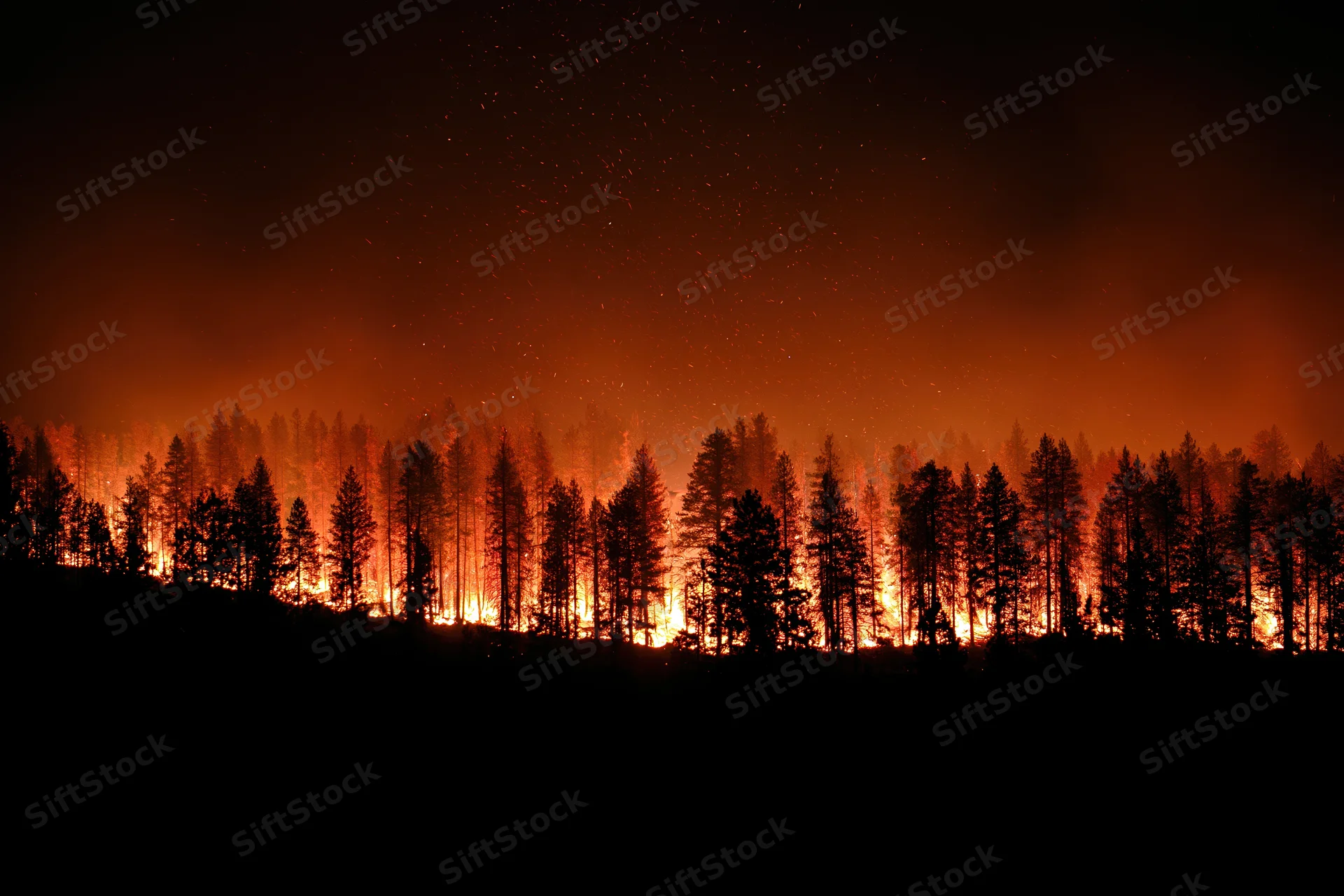 Raging wildfire burning through a pine forest at night, silhouetting trees against orange flames and smoke