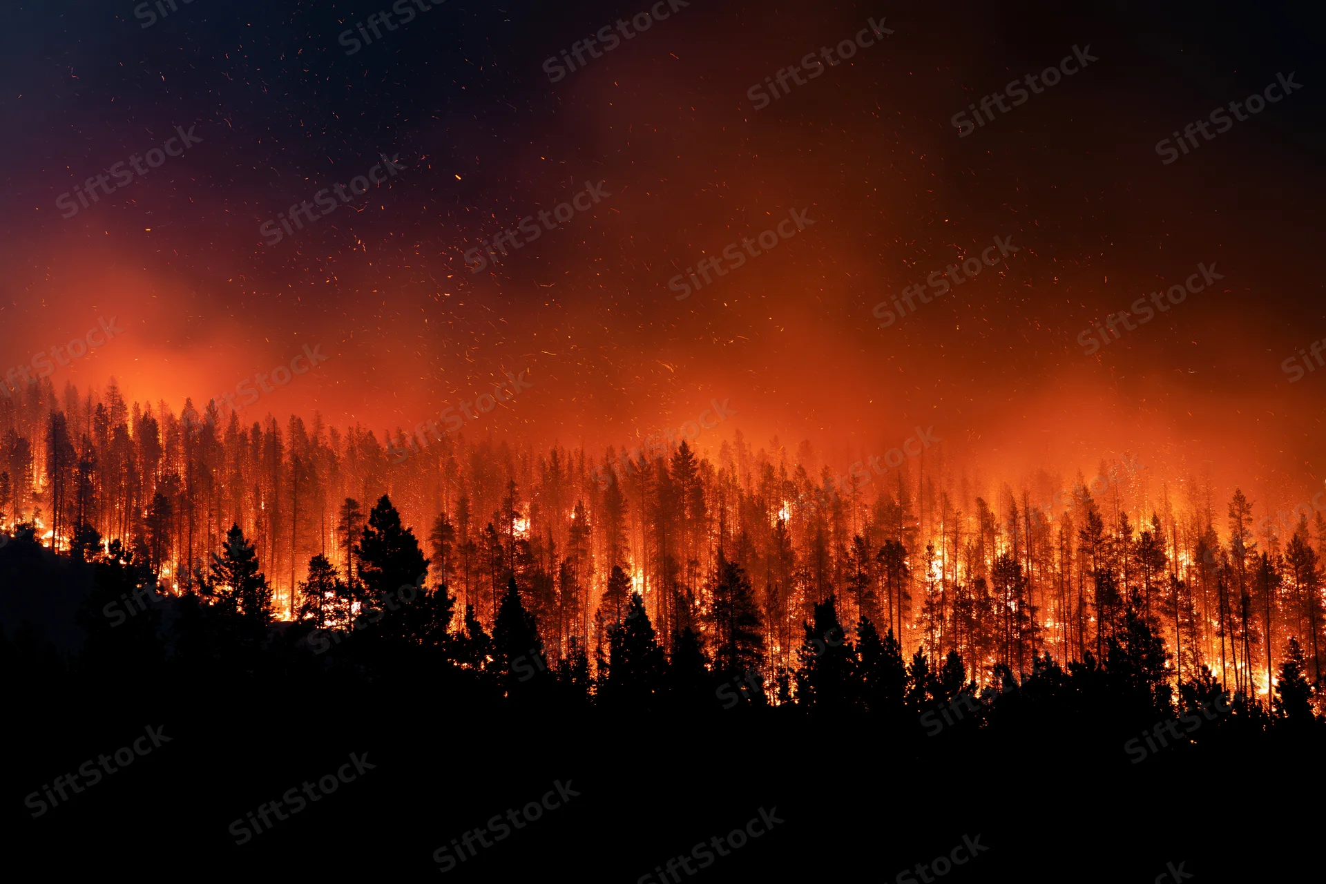 Raging wildfire burning through pine forest at night