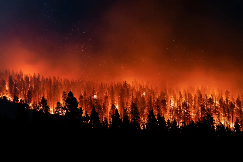 Raging wildfire burning through pine forest at night