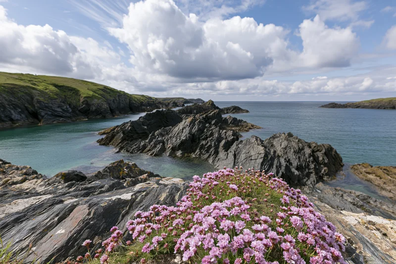 Pink sea thrift wildflowers blooming on rocky coastal headland overlooking ocean