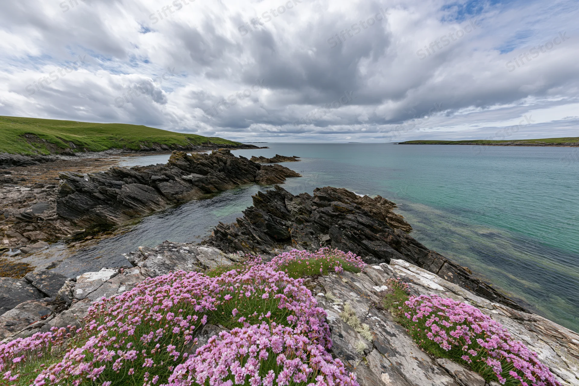 Pink sea thrift wildflowers blooming on rocky coastal headland overlooking ocean