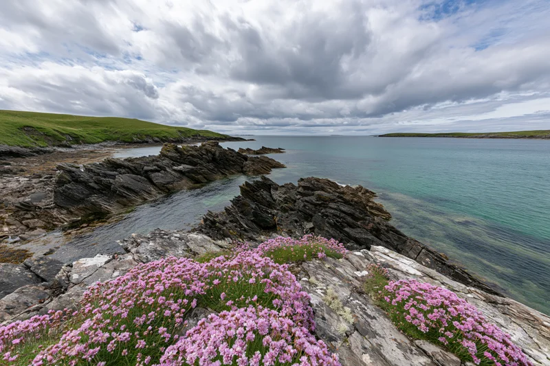 Pink sea thrift wildflowers blooming on rocky coastal headland overlooking ocean
