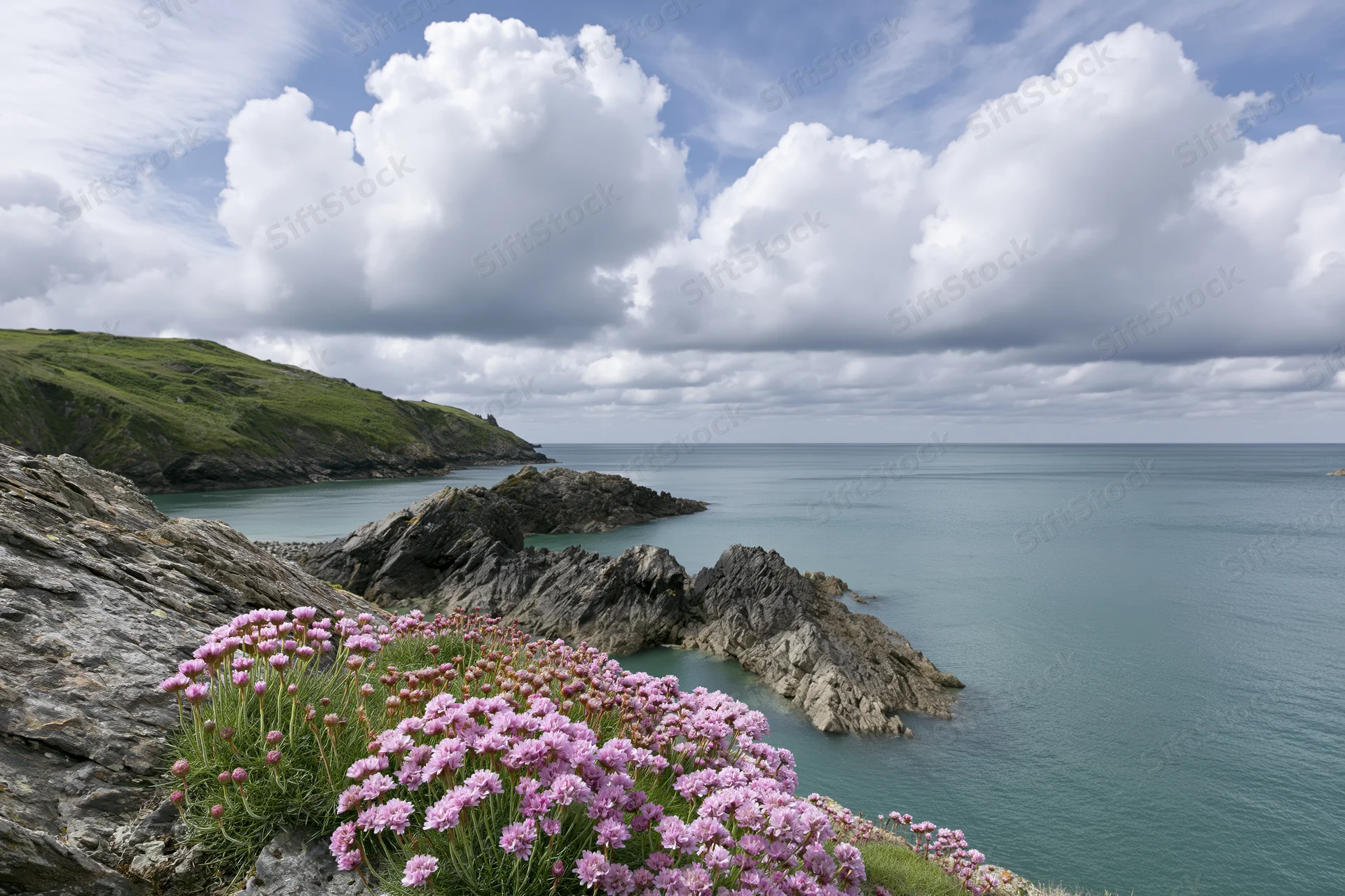 Pink sea thrift wildflowers blooming on rocky coastal headland overlooking ocean