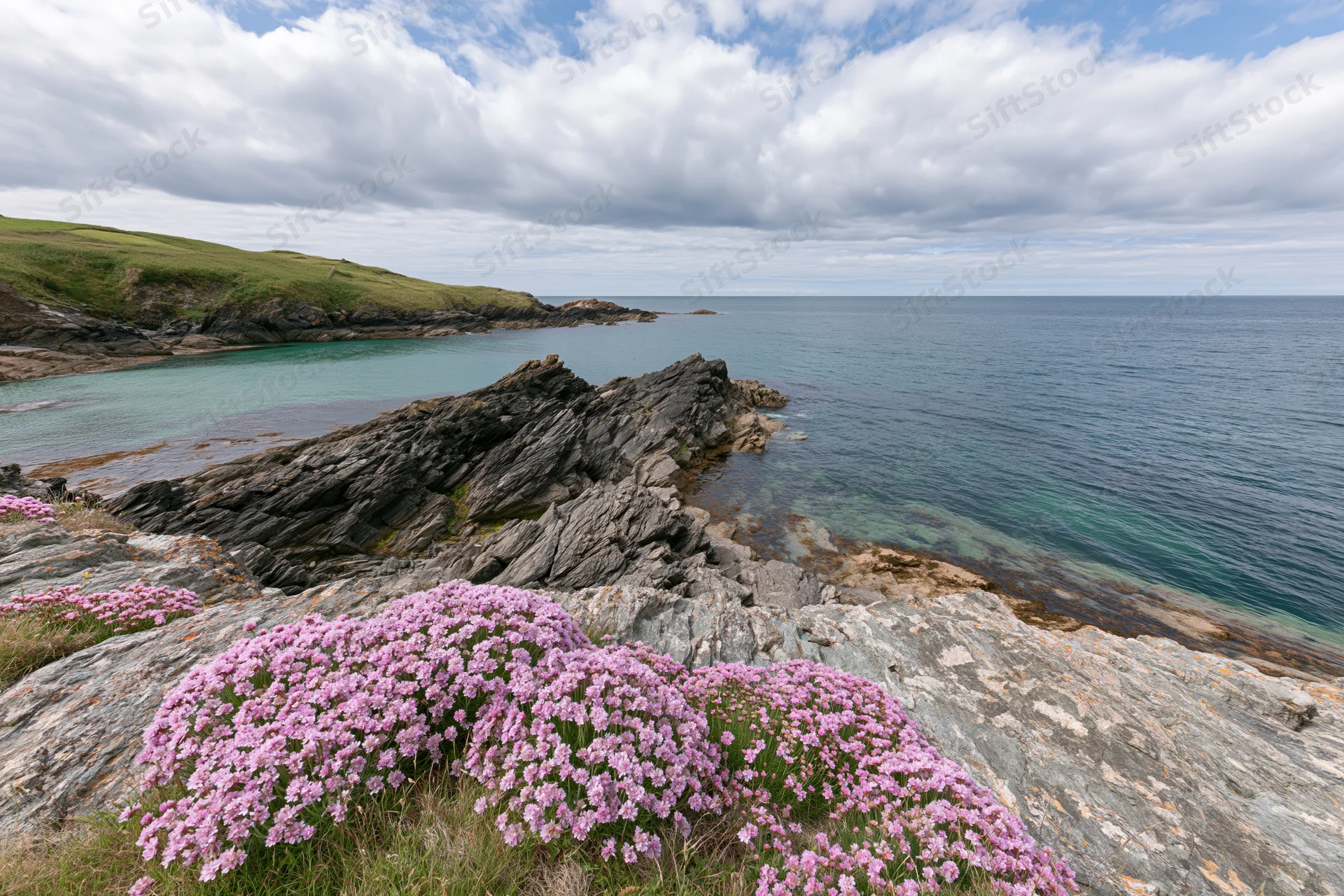 Pink sea thrift wildflowers blooming on rocky coastal headland overlooking ocean