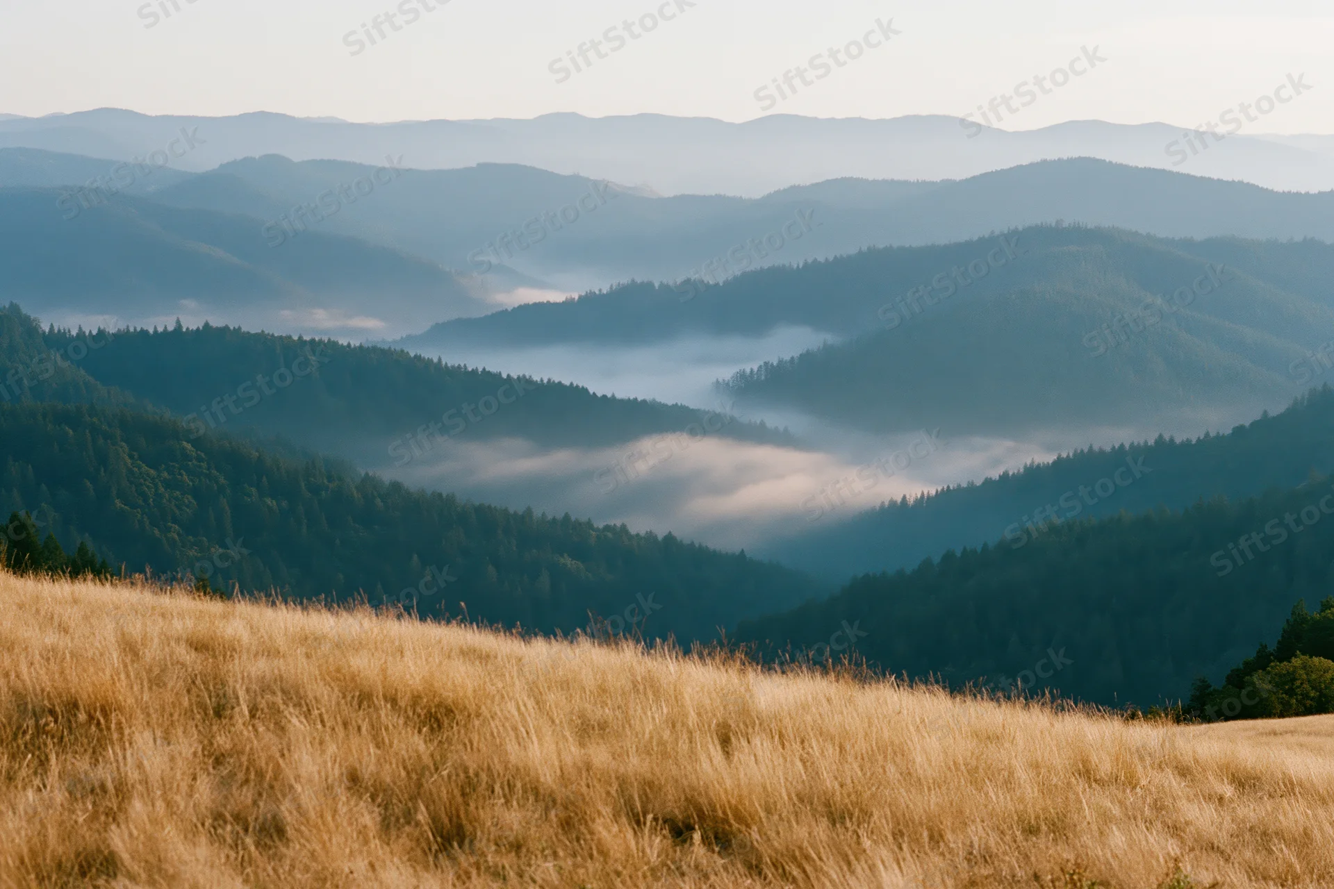 Rolling forested mountains with morning fog settling in the valley, viewed from a grassy meadow