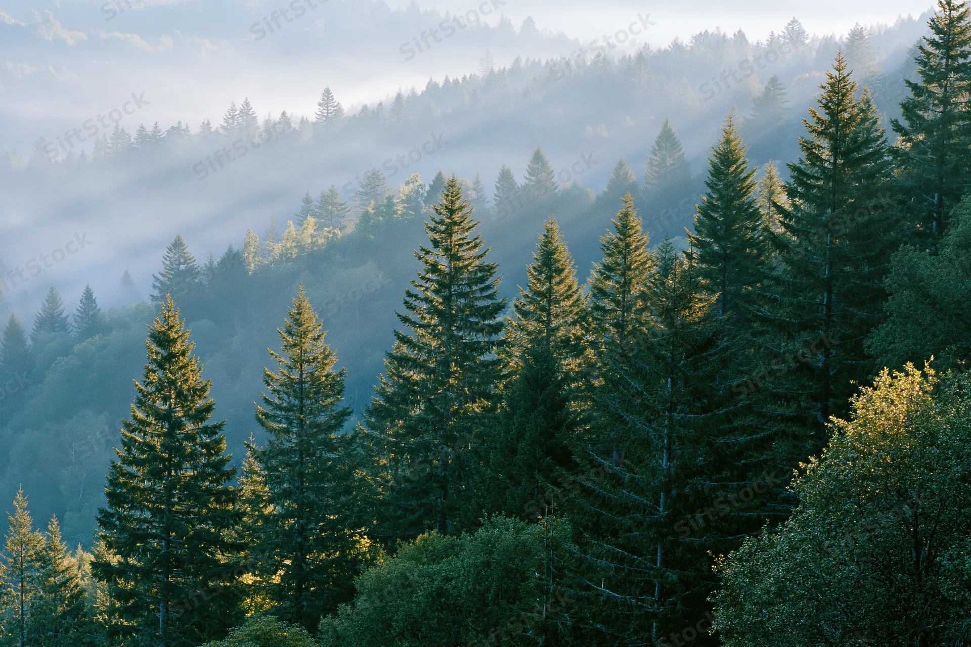 Rows of tall spruce and fir trees on a forested mountain hill in morning mist