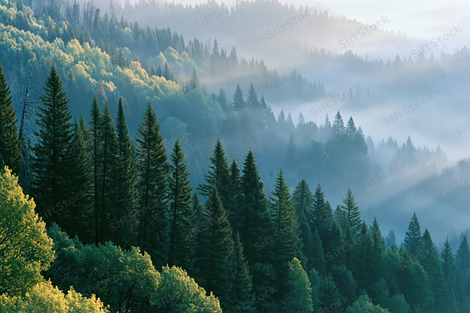 Rows of tall spruce and fir trees on a forested mountain hill in morning mist