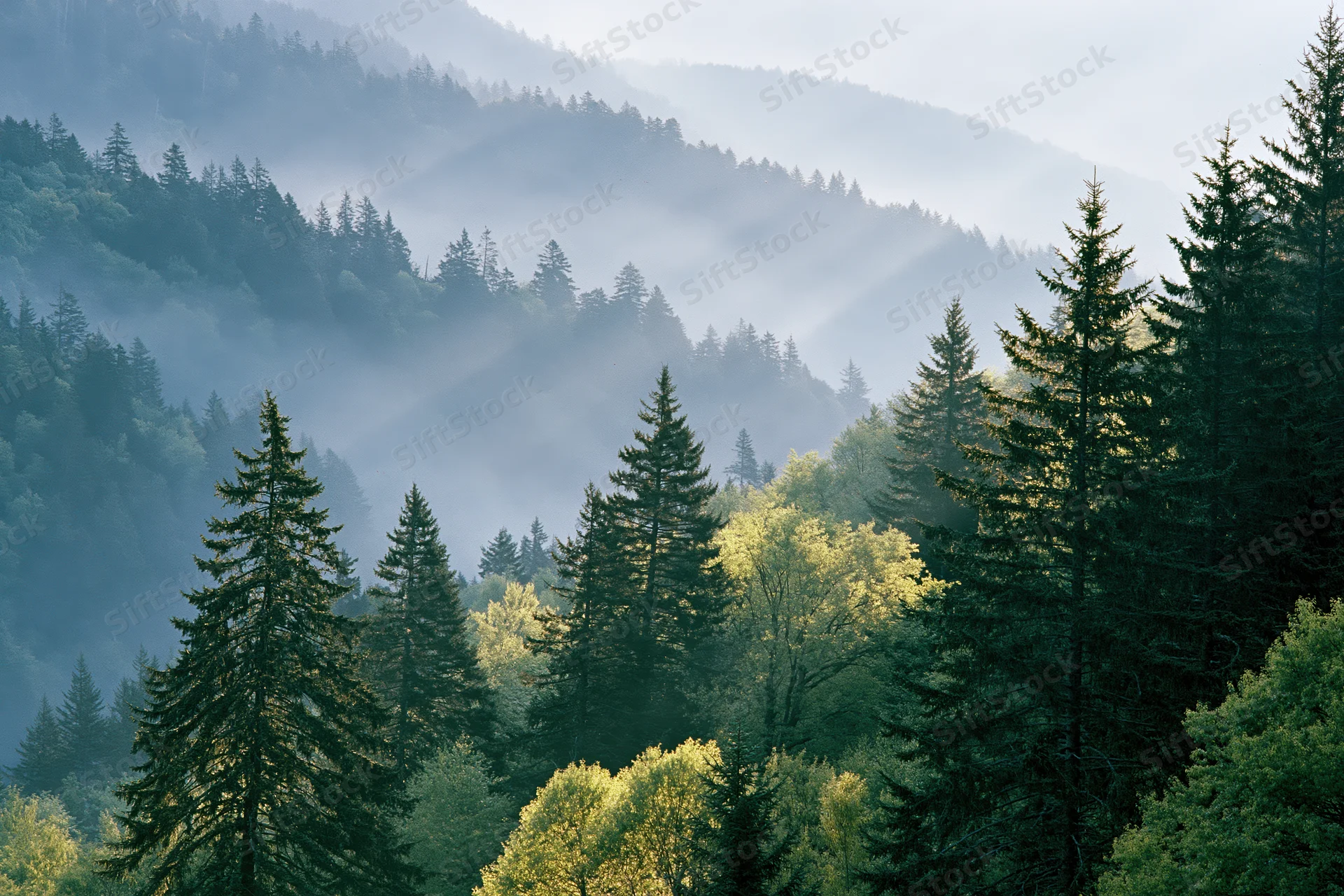 Misty forested mountains with tall spruce and fir trees at sunrise