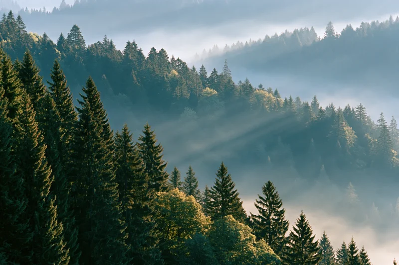 Rows of tall spruce and fir trees on a forested mountain hill in morning mist with sunlight beams