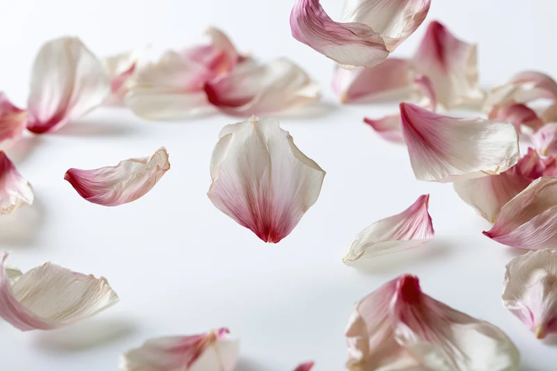 Pink and white flower petals floating midair against a white background