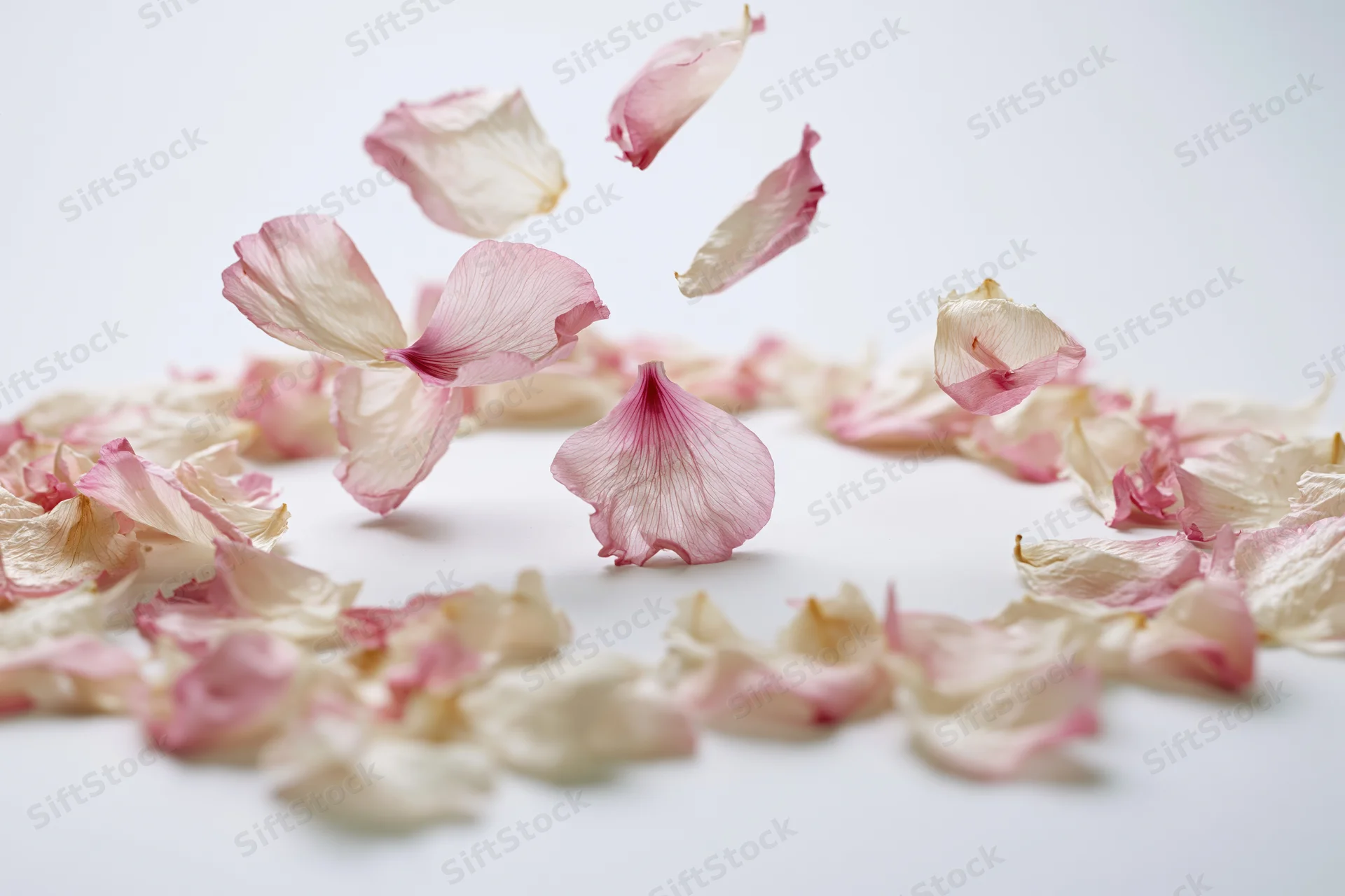Pink and white flower petals floating midair on a white surface