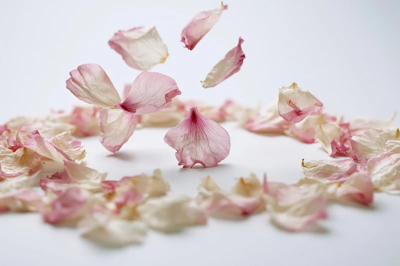 Pink and white flower petals floating midair on a white surface