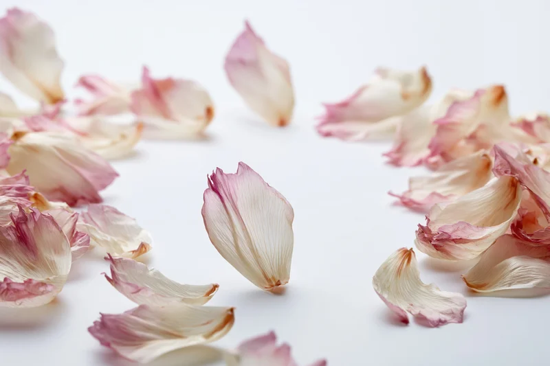 Scattered pink and white flower petals floating midair on a white surface