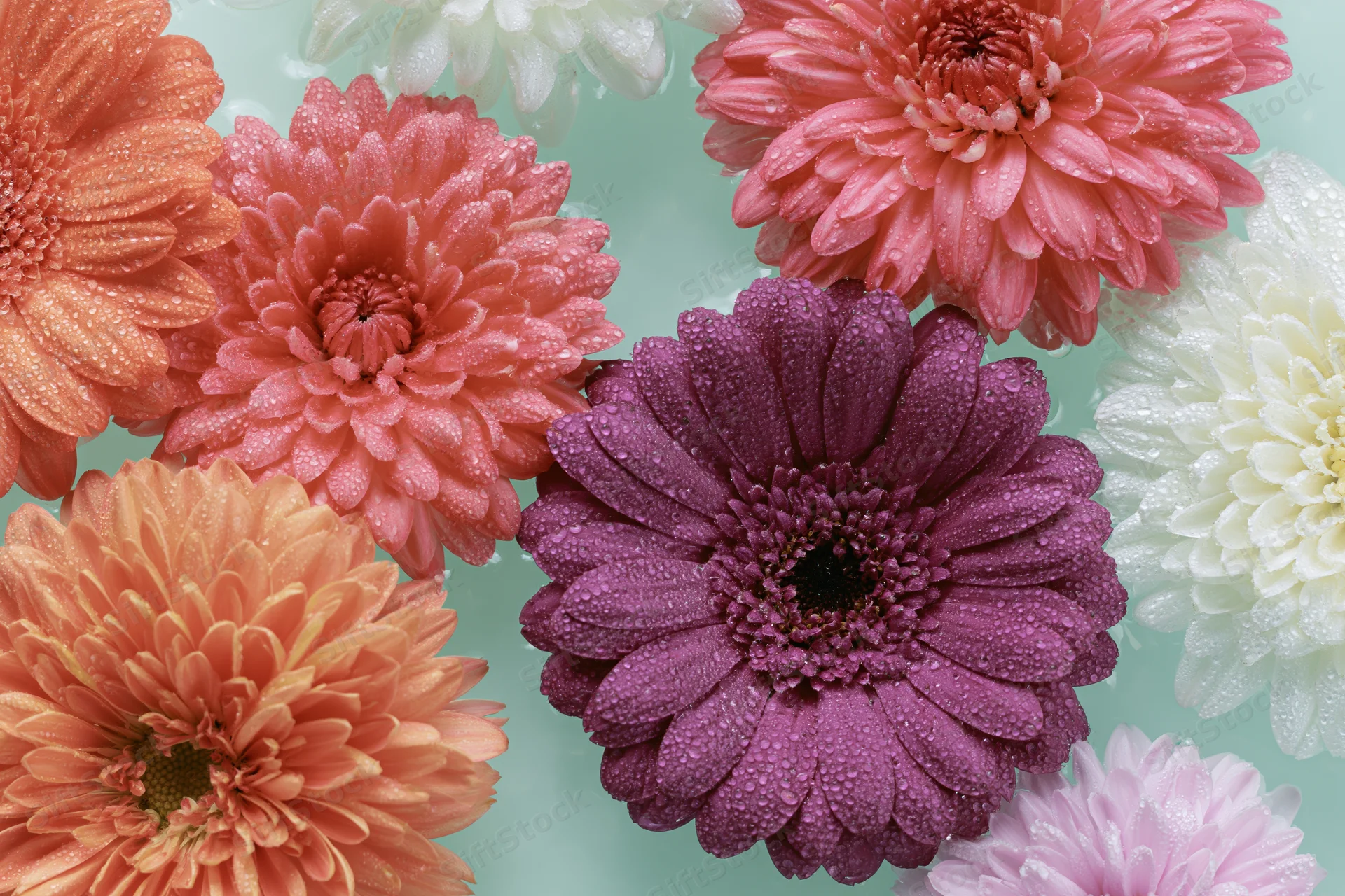 Gerbera daisies and chrysanthemums floating in water with dew drops on petals