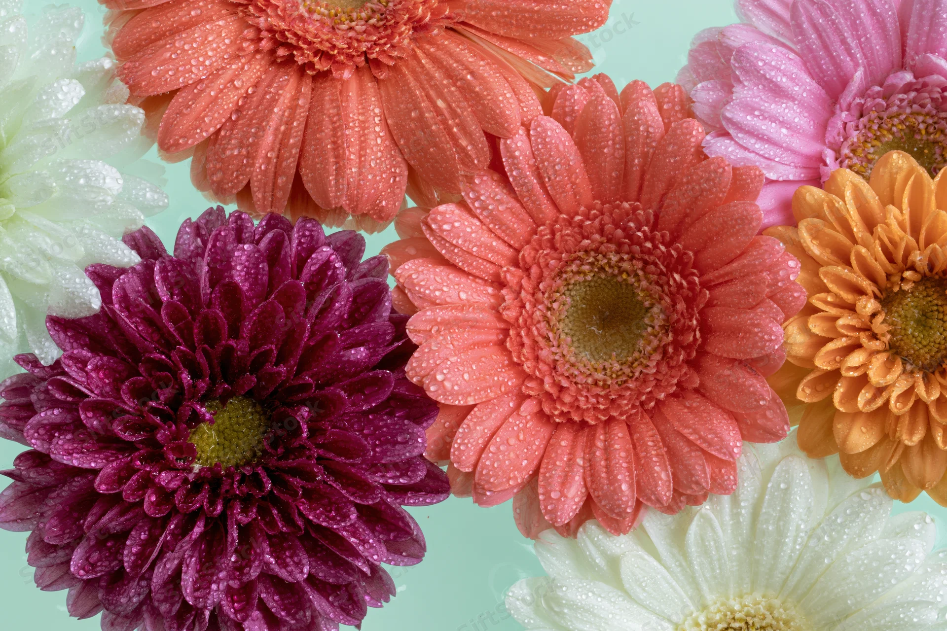 Gerbera daisies and chrysanthemums with water droplets floating on a light blue surface
