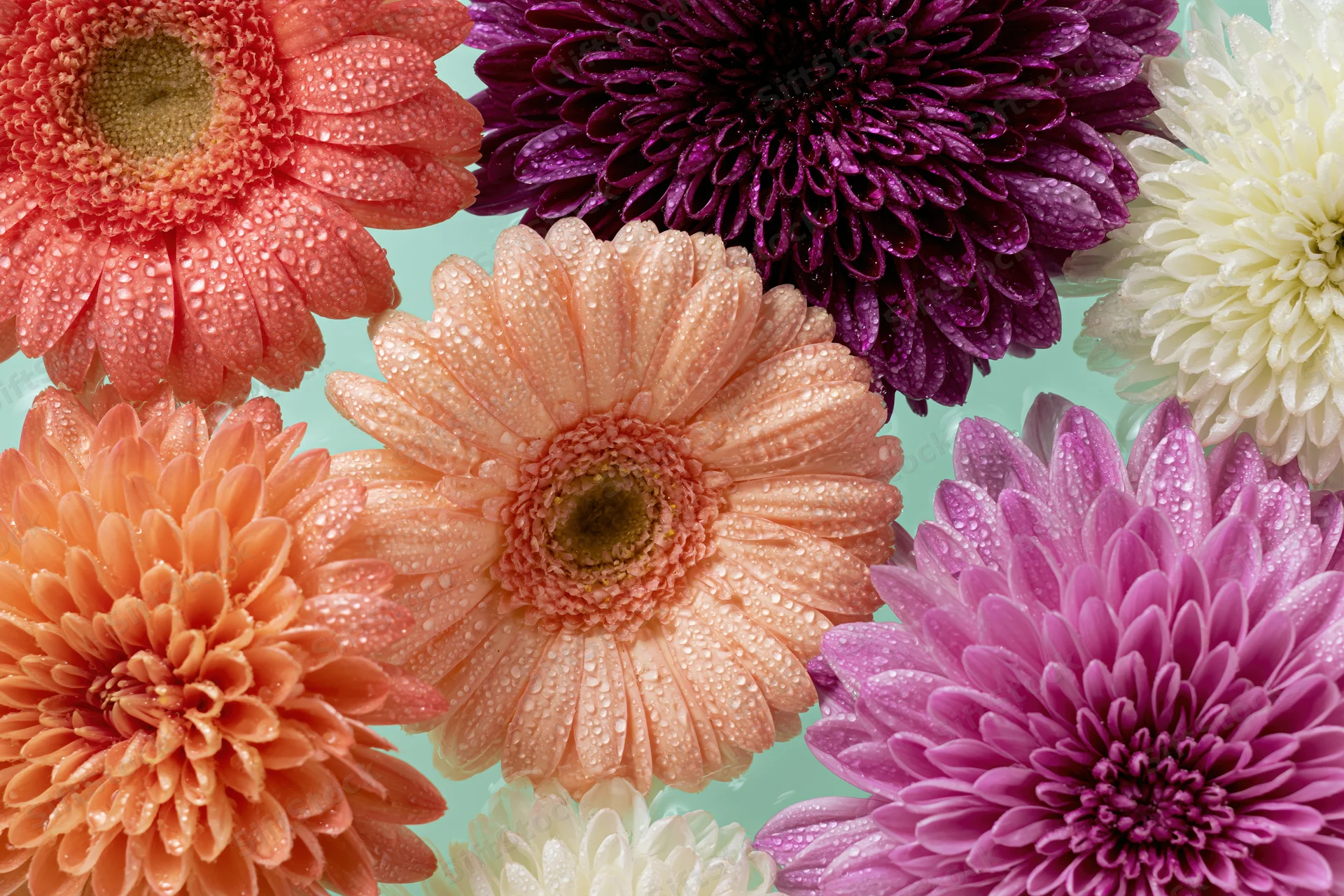 Gerbera daisies and chrysanthemums floating in water with dewdrops on petals against a light blue background