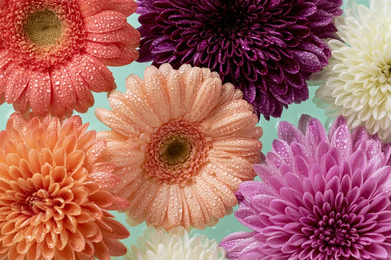 Gerbera daisies and chrysanthemums floating in water with dewdrops on petals against a light blue background