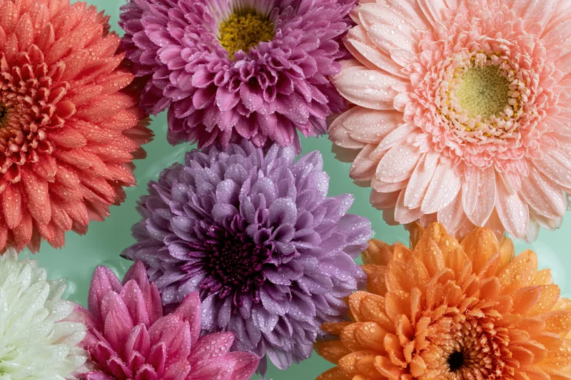 Gerbera daisies and chrysanthemums floating in water with dewdrops on mint background