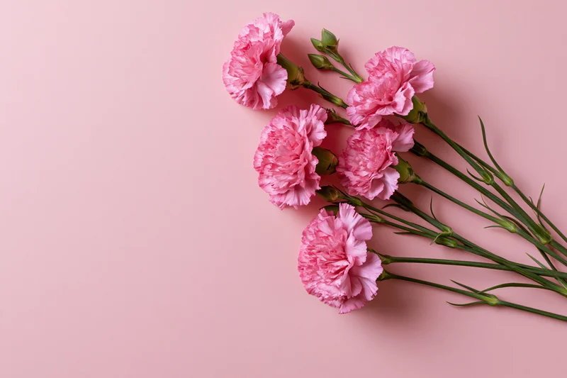 Pink carnations with green stems and buds arranged on a soft pink surface