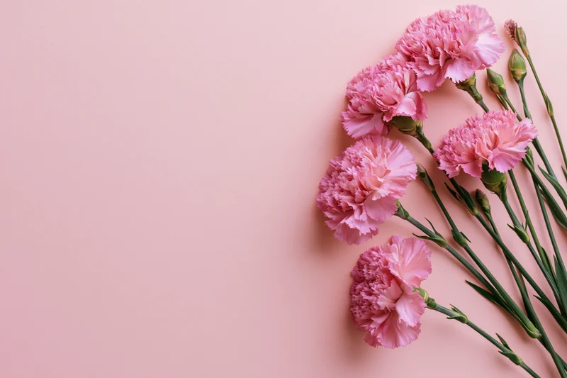Pink carnations arranged in a bouquet on a soft pink background with copyspace