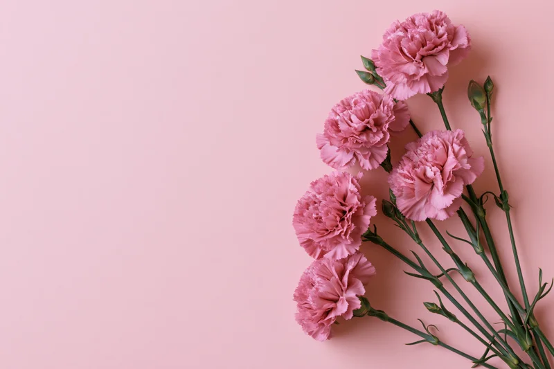 Pink carnations arranged in a bouquet on a soft pink background with copyspace