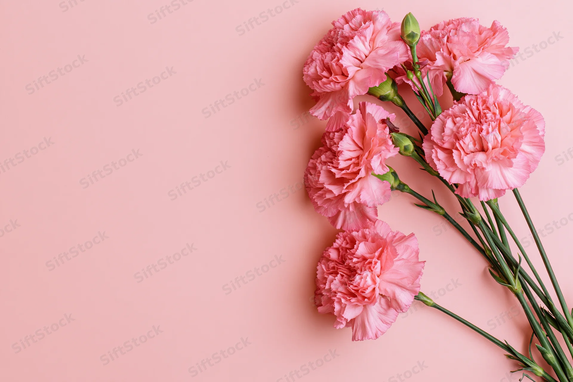 Pink carnations with green stems and buds arranged on a soft pink surface