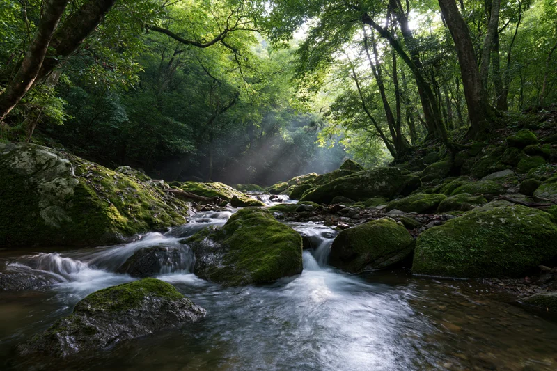 Shallow forest stream flowing over moss-covered rocks in a shaded woodland setting