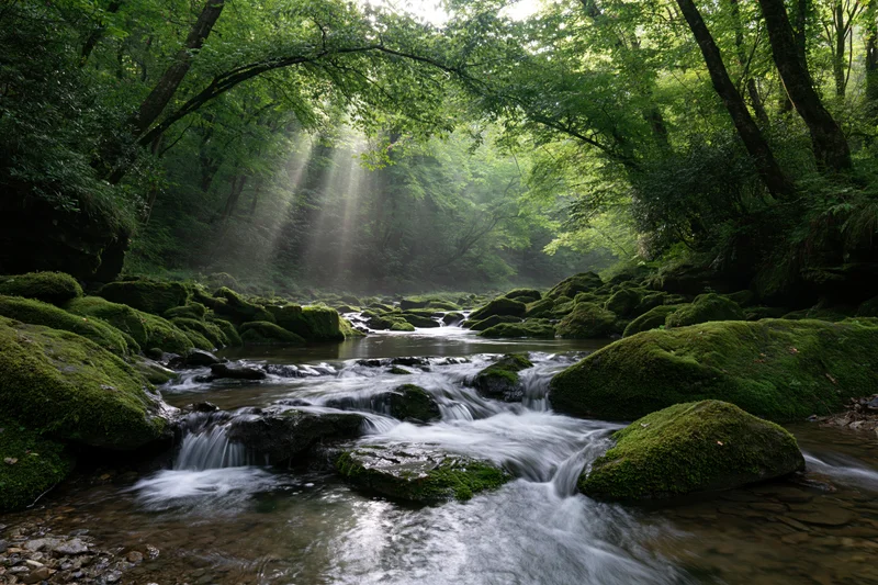 Shallow forest stream flowing over moss-covered rocks under a dense tree canopy