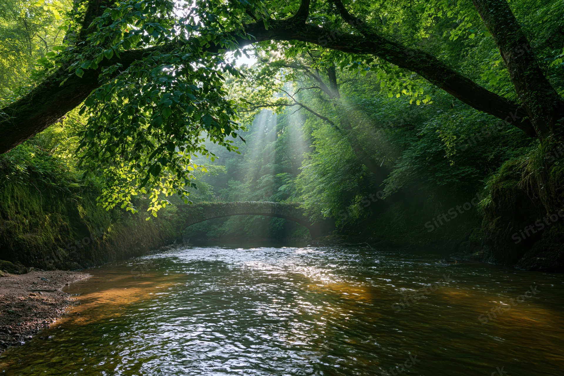 Shallow stream flowing under a stone bridge in a dense green forest with sunlight filtering through overhanging trees