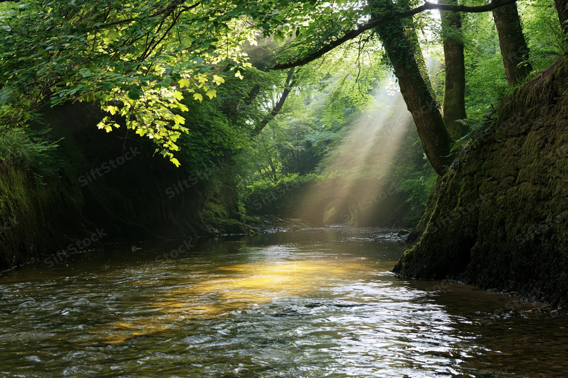 Shallow stream flowing through narrow forested gorge with sunlight filtering through dense canopy