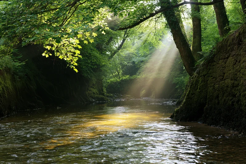 Shallow stream flowing through narrow forested gorge with sunlight filtering through dense canopy