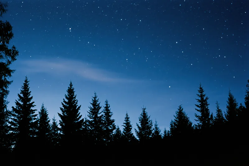 Silhouetted conifer treetops against a star-filled night sky