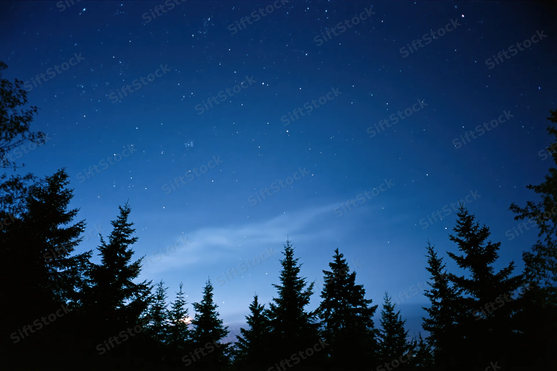 Silhouetted conifer treetops against a star-filled night sky
