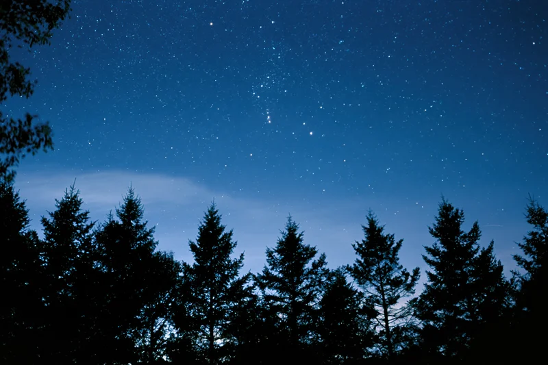 Silhouetted conifer treetops against a star-filled night sky