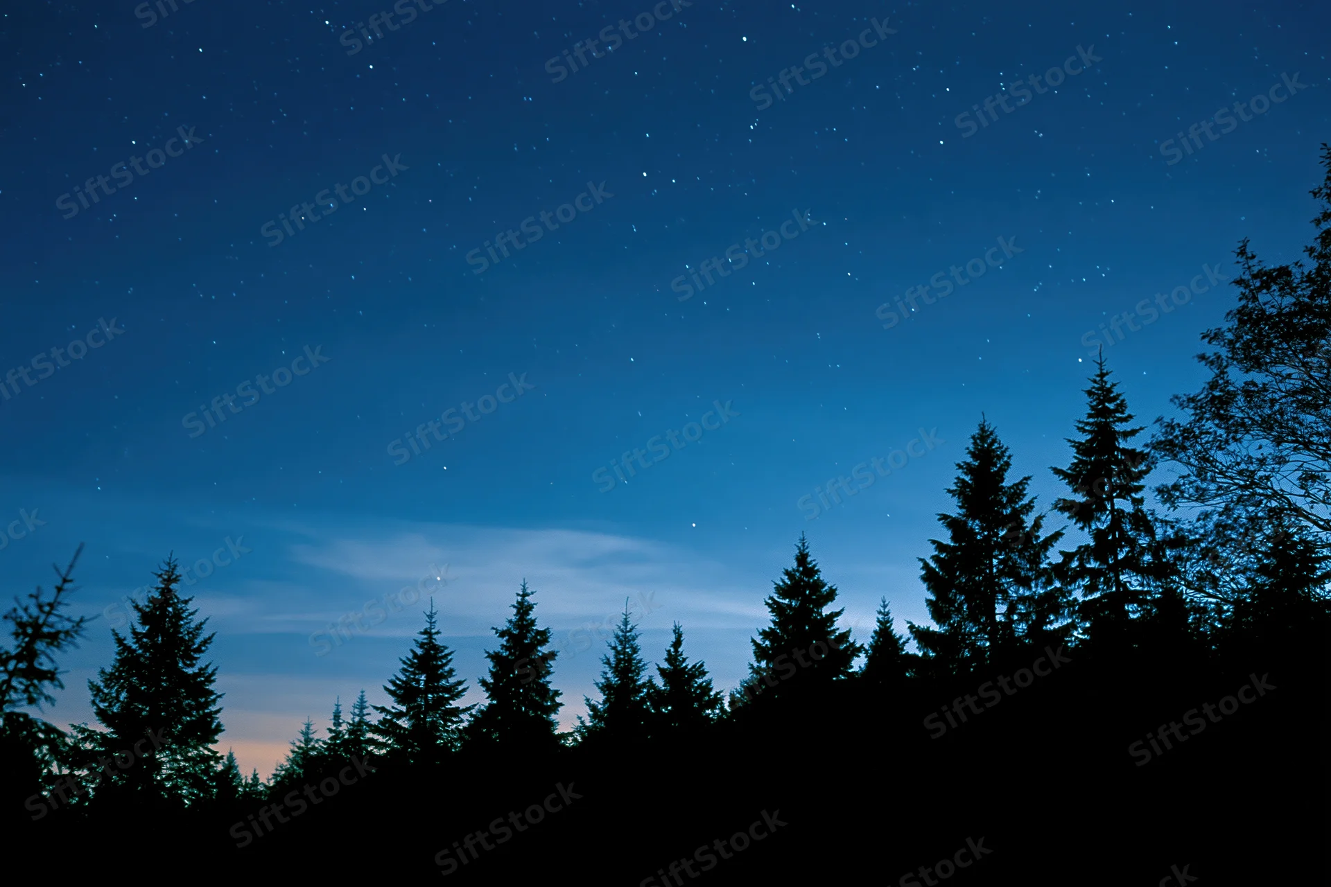 Silhouetted conifer treetops against a star-filled night sky