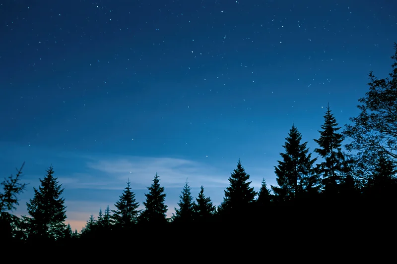 Silhouetted conifer treetops against a star-filled night sky