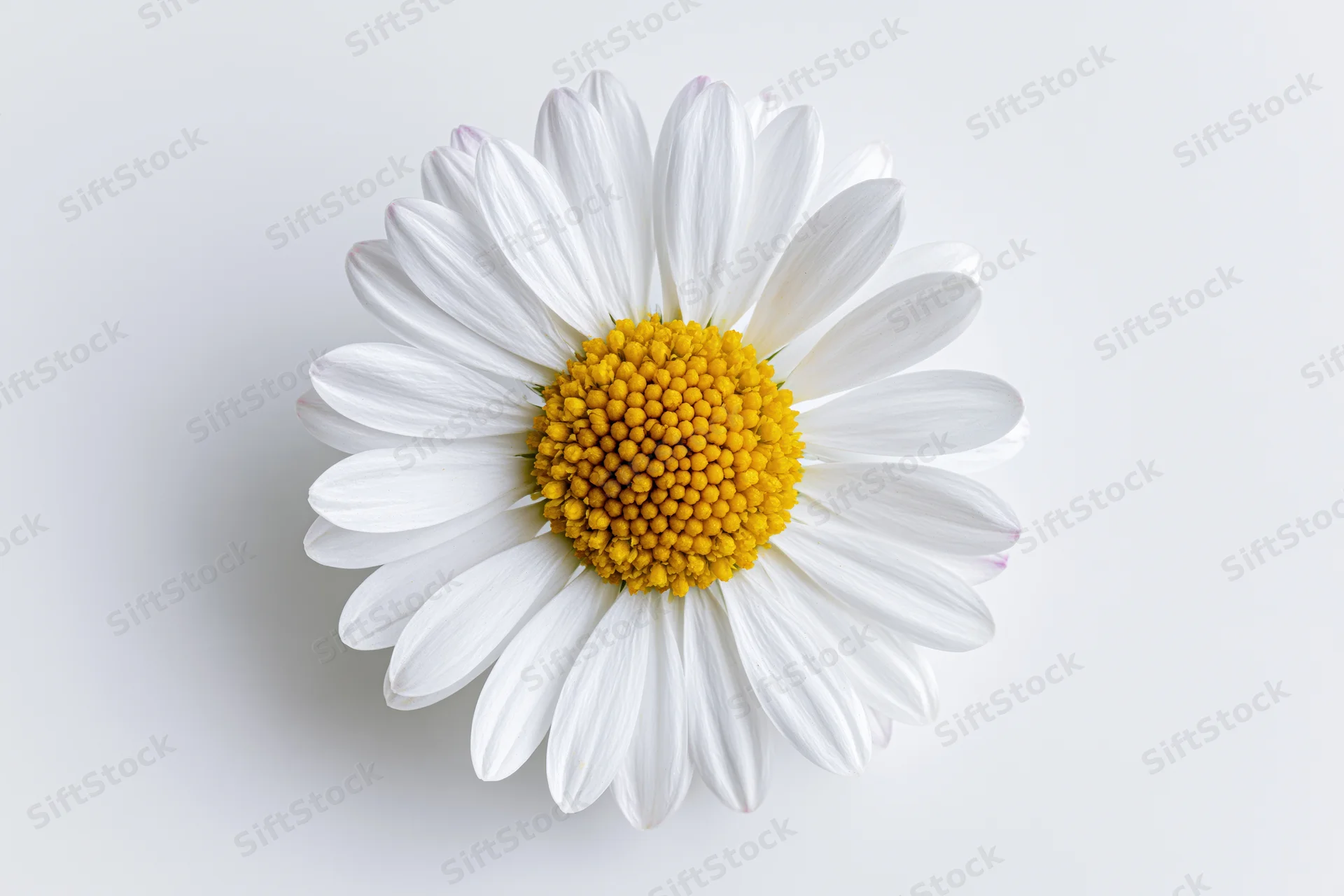 Overhead view of a single daisy flower with white petals and yellow center on a plain white background