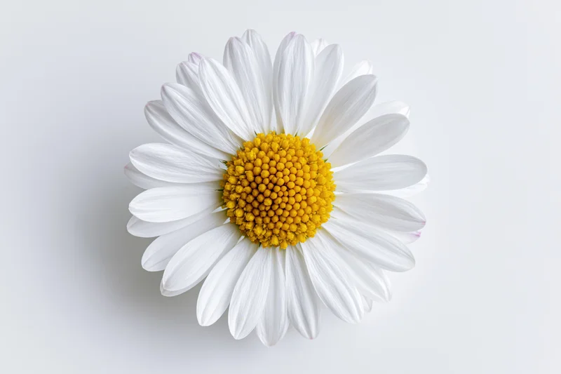 Overhead view of a single daisy flower with white petals and yellow center on a plain white background