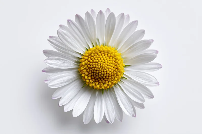 Overhead view of a single white daisy flower with yellow center on a plain white background