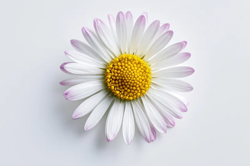 Overhead view of a single daisy flower with white petals and yellow center on a plain white background