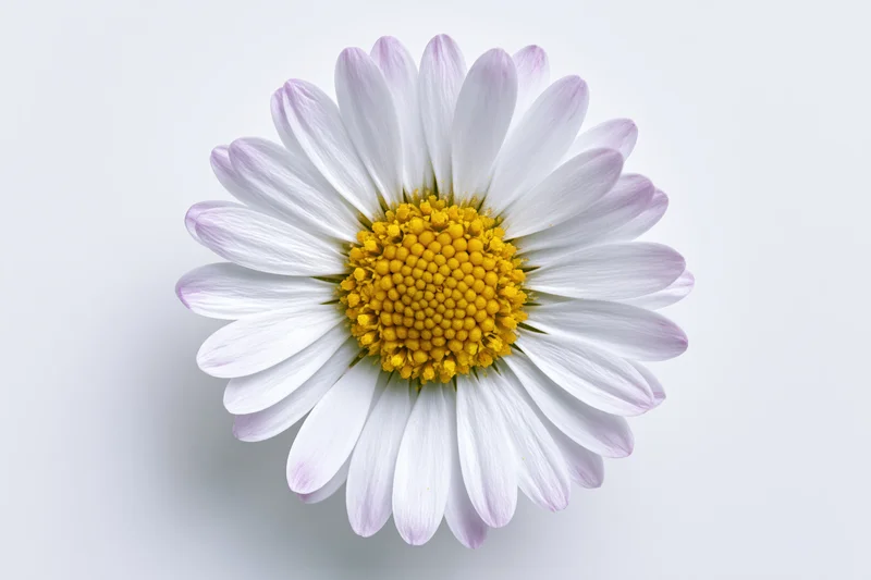 Overhead view of a single white daisy with yellow center on a plain white background