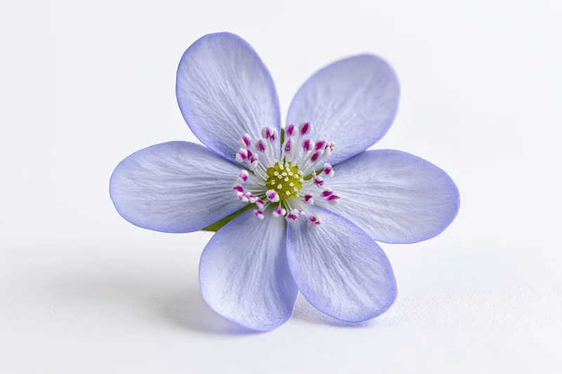 Single hepatica wildflower in closeup against a white background