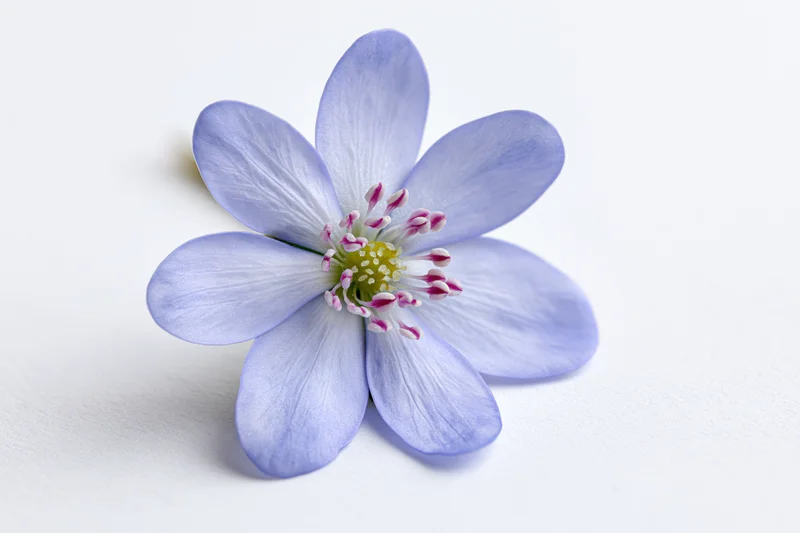 Single blue hepatica wildflower in closeup against white background