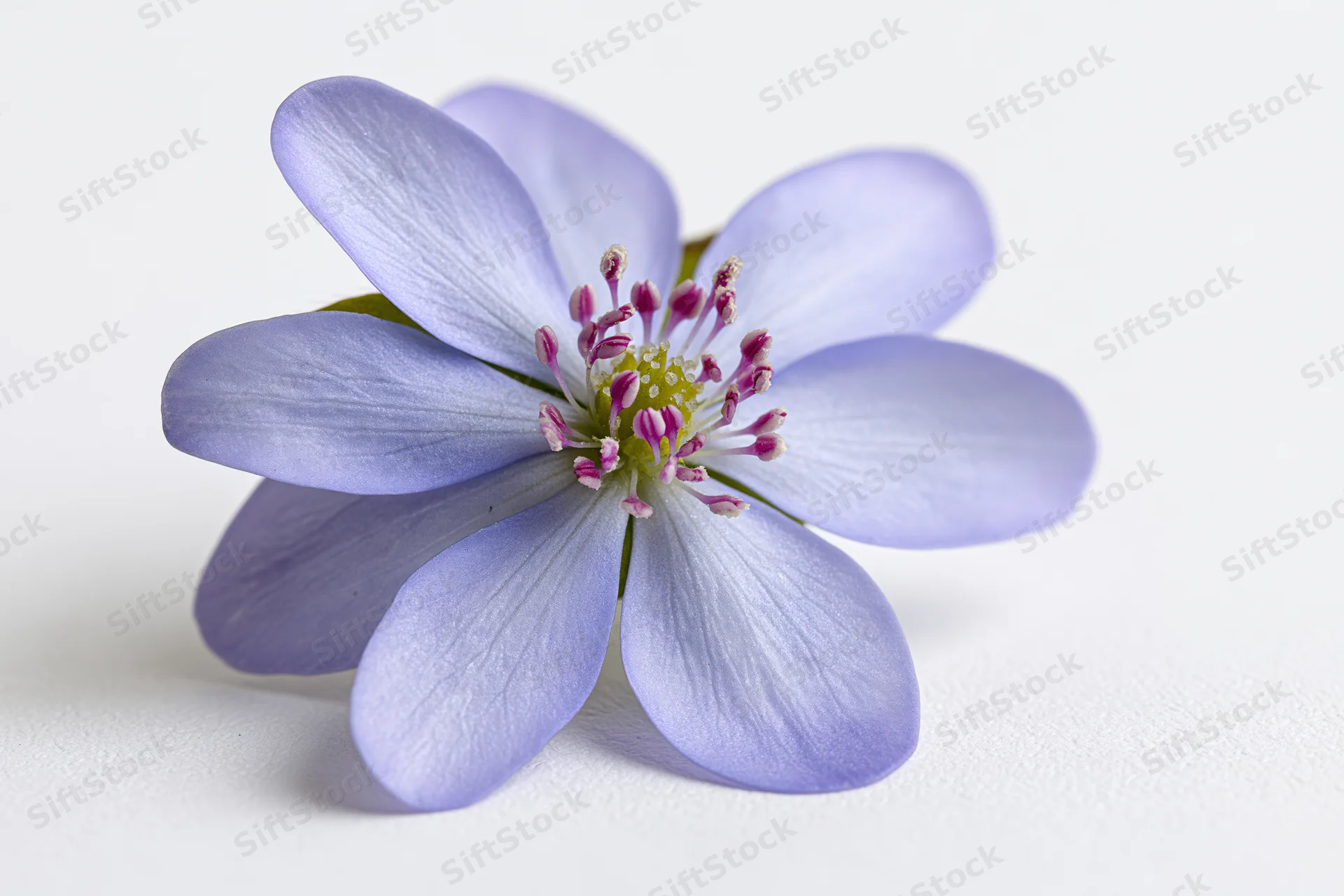 Single hepatica wildflower in closeup against white background