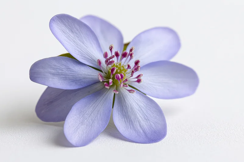 Single hepatica wildflower in closeup against white background