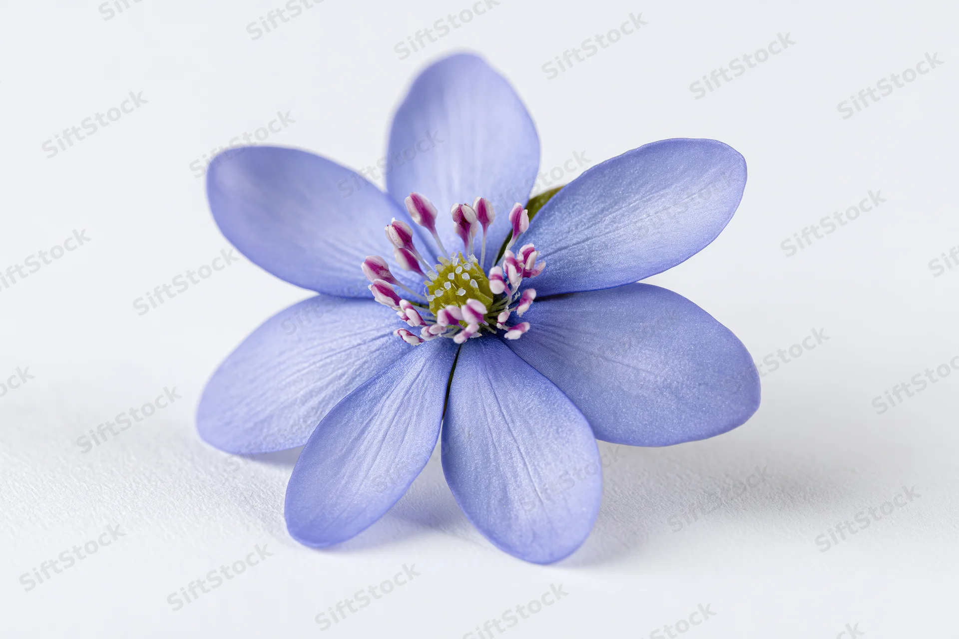 Single blue hepatica wildflower in closeup against a pure white background
