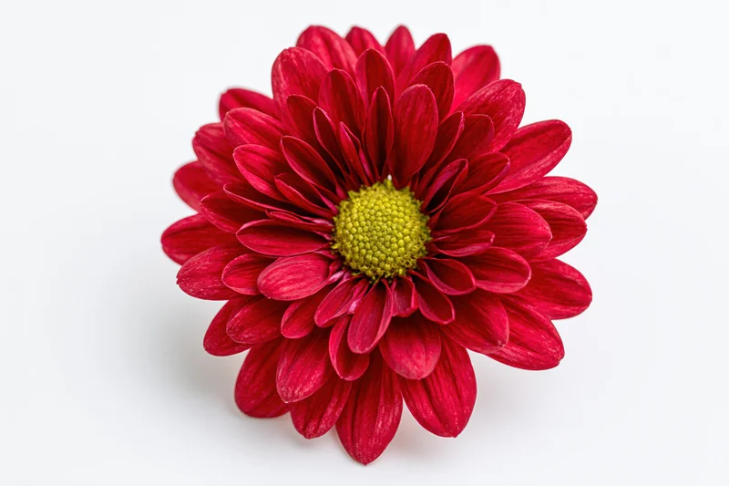 Red chrysanthemum flower head viewed from directly above on white background