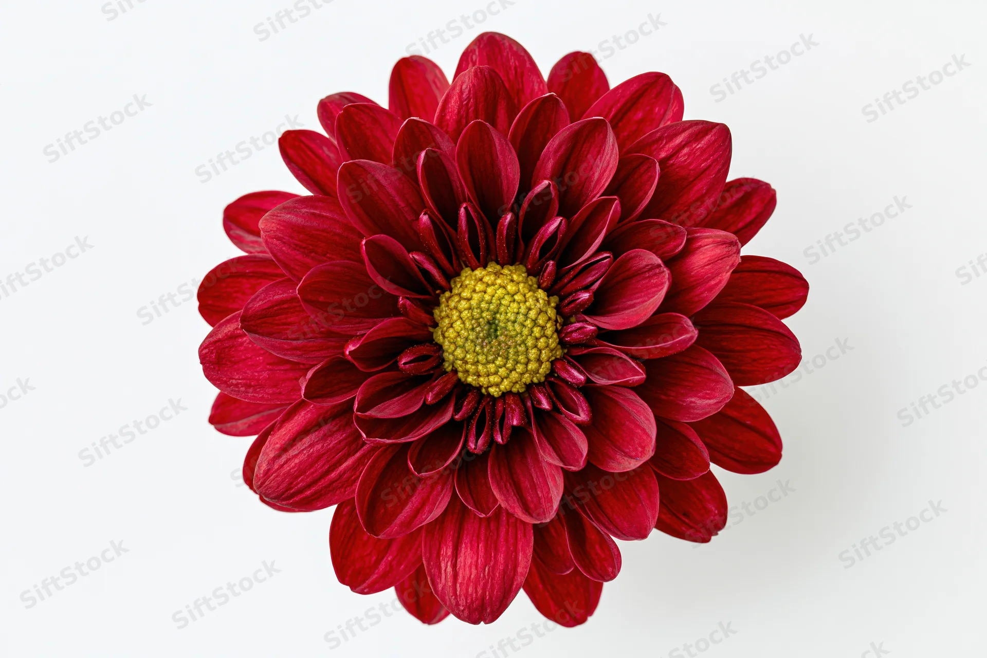 Red chrysanthemum flower head viewed from directly above on white background